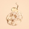 image:imageOribe Cote dAzur Hand Soap  Nourishes Hands amp Prevents Dryness  101ozRevitalizing Hand Wash